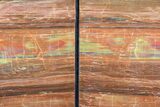 Tall, Arizona Petrified Wood Bookends - Red & Yellow #89339-2